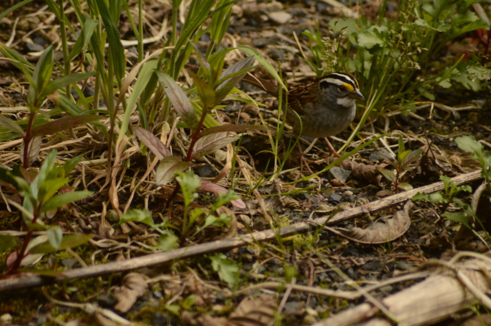 WTsparrow.jpg