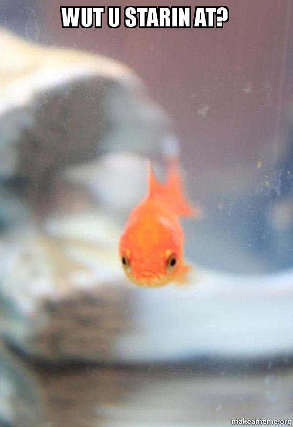 wut-u-starin.jpg