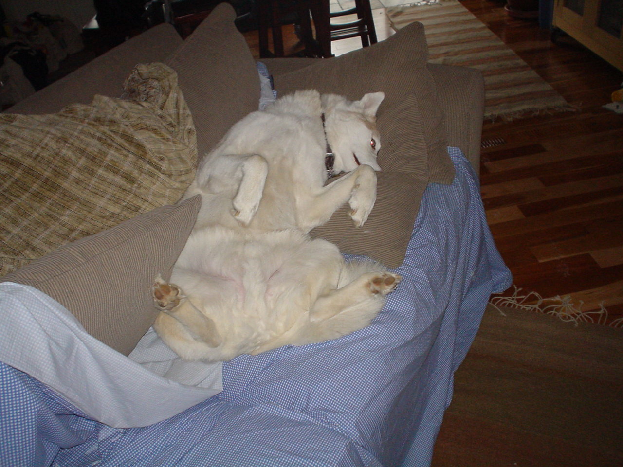 wylie_siberian_cushion_hound.jpg