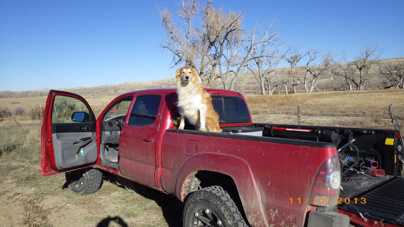 Wyo dog 2.jpg