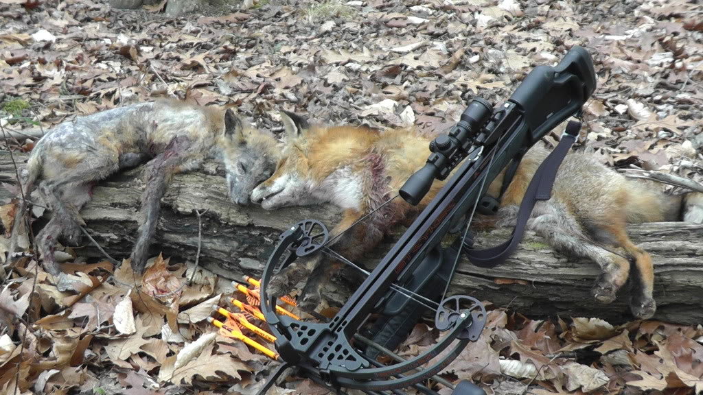 x-bow2ndfox2_6128b185527792903f4b5faf4468a82440d10de0.jpg