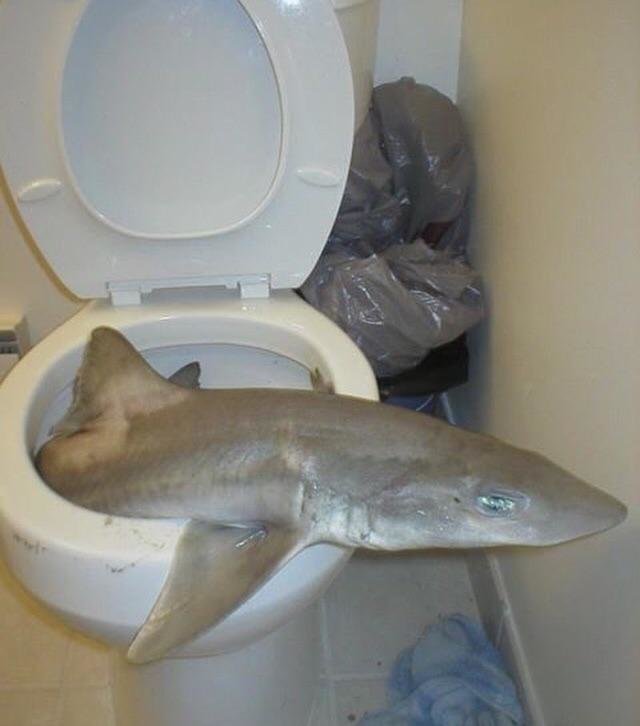 xcuhgqtpsgd21.jpg
