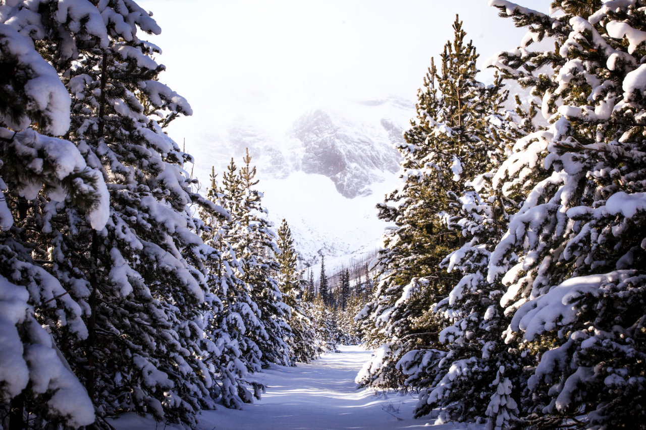 XMAS TRAIL 1 (1 of 1).jpg
