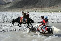 yak.jpg