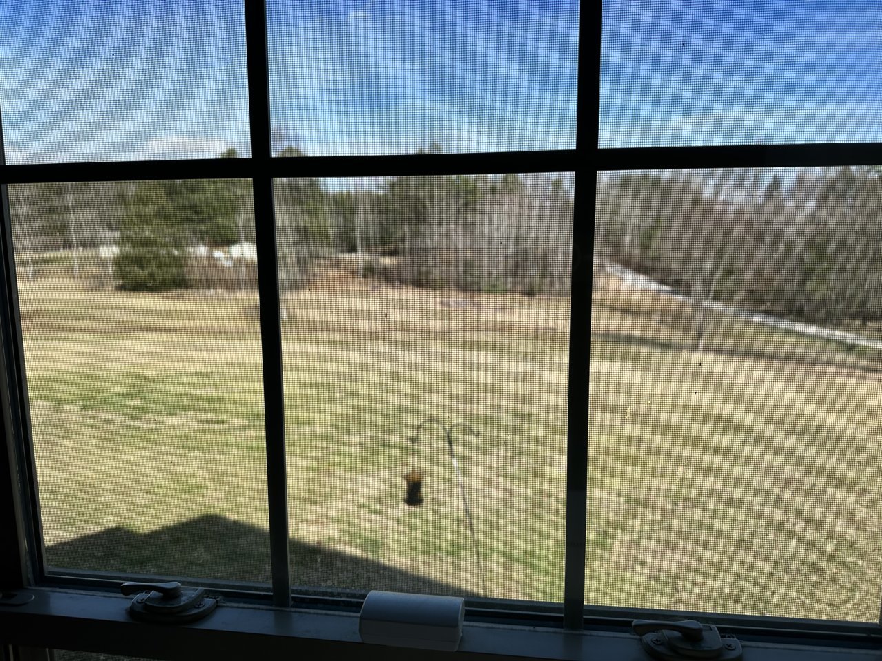 yard123.jpg