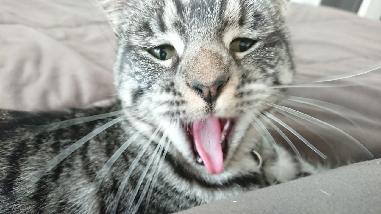 yawn face.jpg
