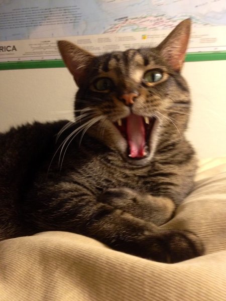 Yawning.jpg