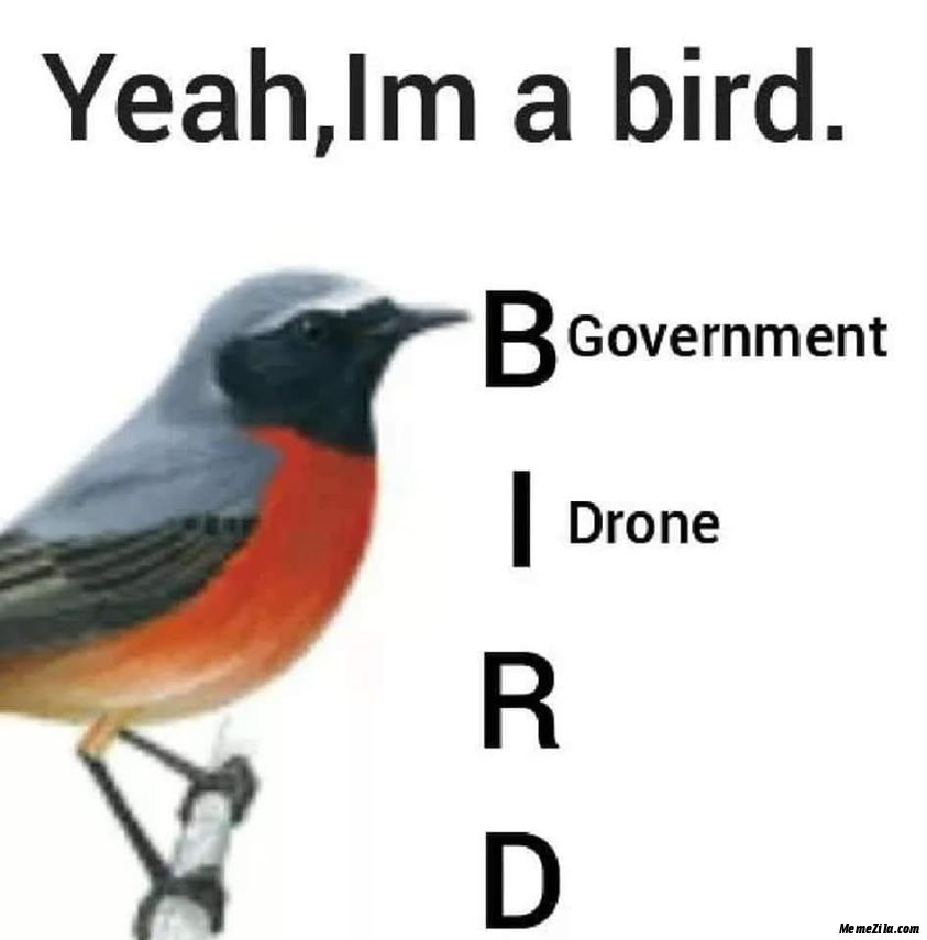 Yeah-I-am-a-bird-Government-drone-meme-3870.jpg