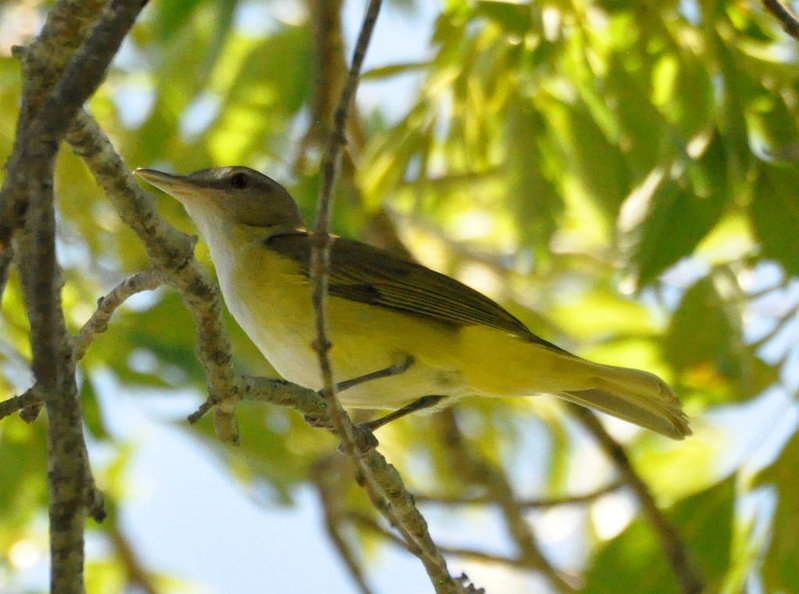 Yellow-green Vireo 2.jpg