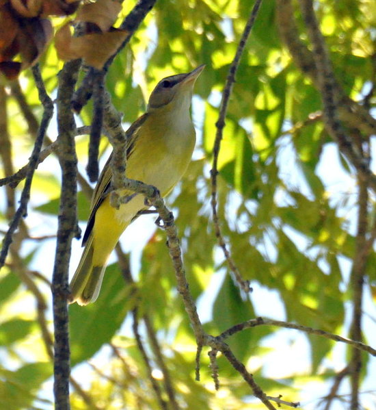 yellow-green vireo 5.jpg