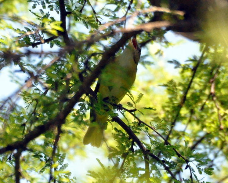 Yellow-green vireo.jpg