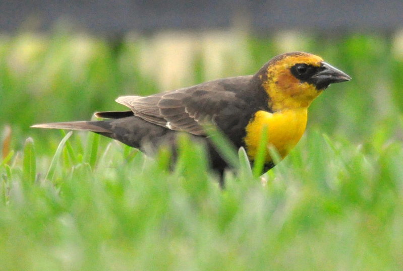 Yellow-head Blackbird.jpg
