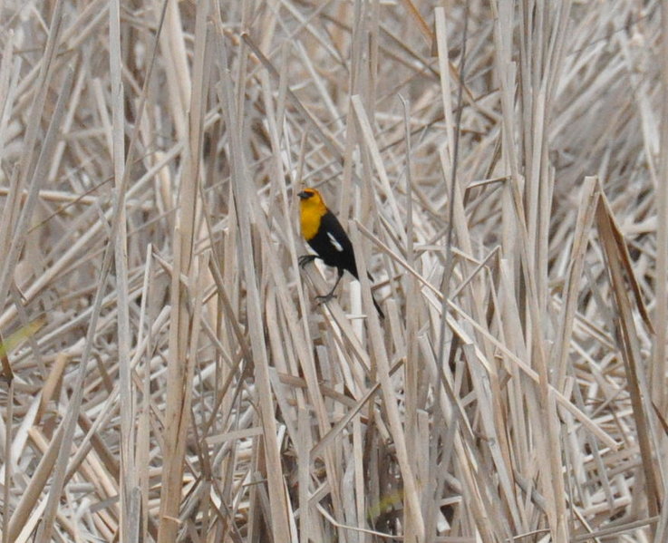 Yellow-headed Blackbird.jpg
