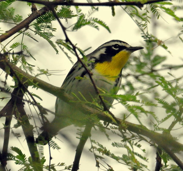 Yellow-throated Warbler.jpg