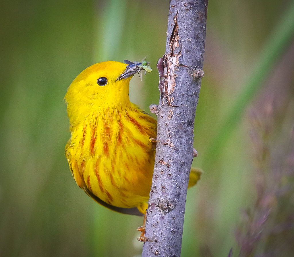Yellow Warbler.3.jpg