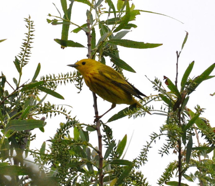 Yellow Warbler.jpg