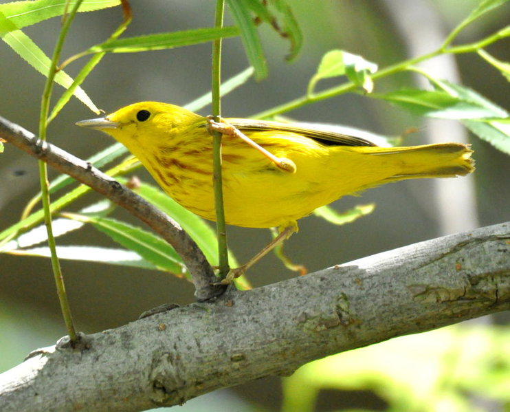 Yellow Warbler.jpg