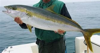 yellowtail.jpg