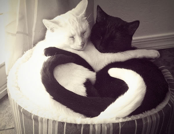 yin_yan_cats_1c863389ae0d30fa30bfbd212be3be6d2492899c.jpg