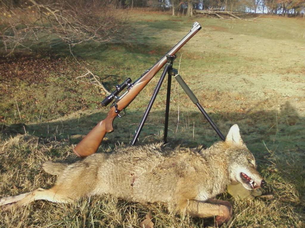 yote2_b74681416eabcd4c385a48715e9d1afc25f7b1cc.jpg