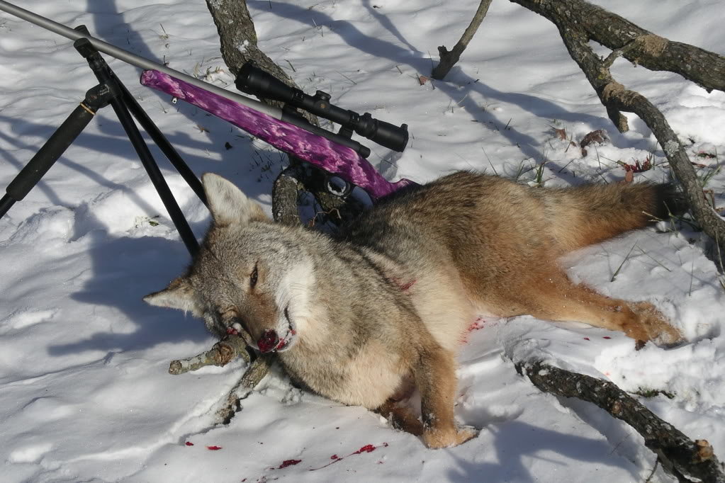 yote_aebc4753c8aba1f7153c388c049e4d24dab0da85.jpg