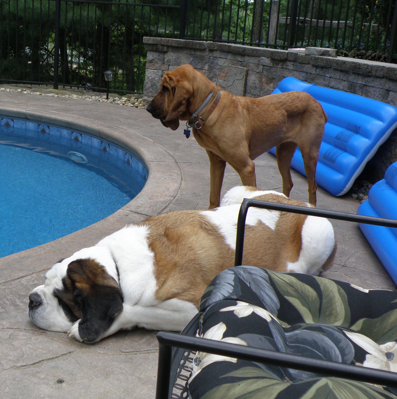 Zach & Mae poolside.jpg