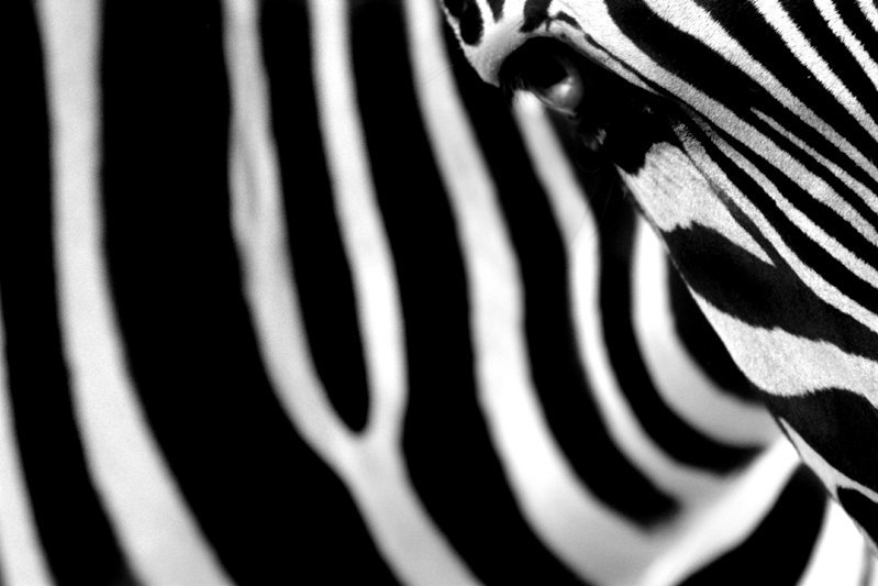 Zebra lines.jpg