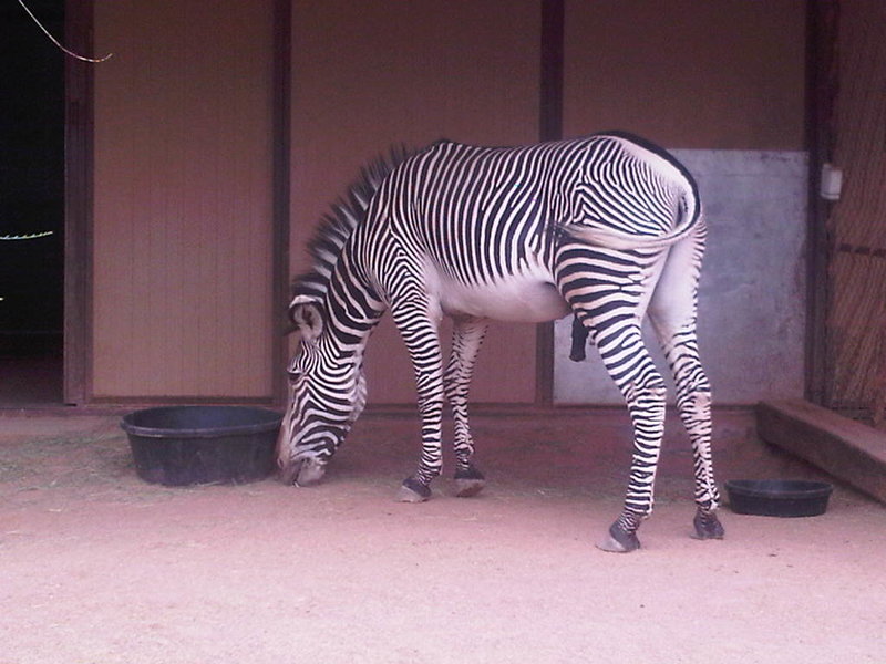 Zebra Stud 1.jpg