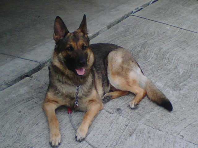 Zena.jpg