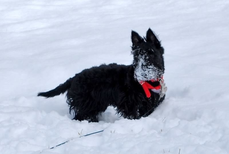 ZoeSnow2_d5649982189173605b36a6bf66f94ee7059083cb.jpg