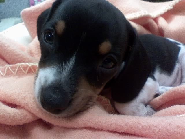 Zoey_b5b8d9a136fdaf5f690f51df35d939eead69e789.jpg