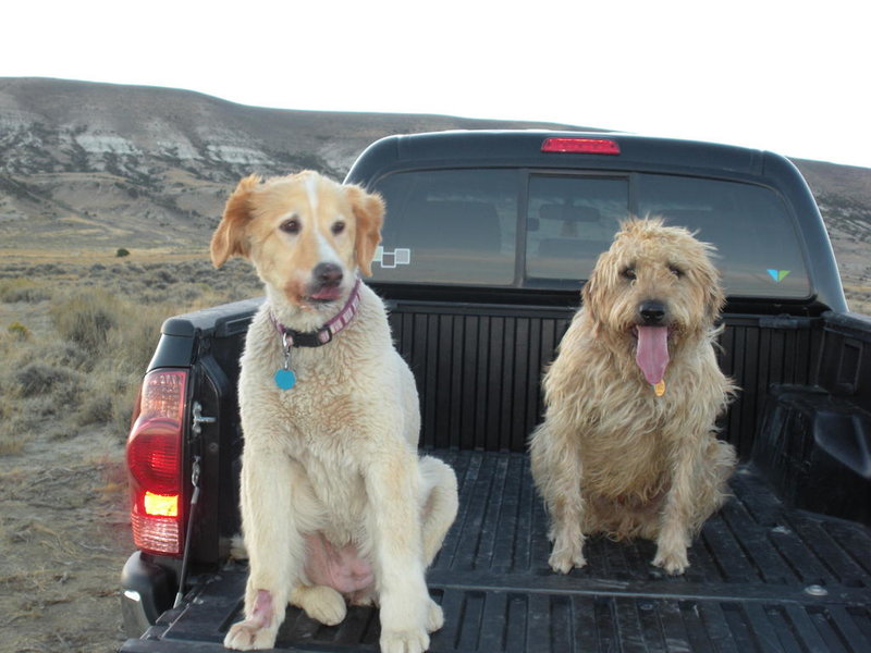 Zoie and Otis.jpg