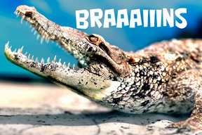 ZOMBIE-ALLIGATOR.jpg