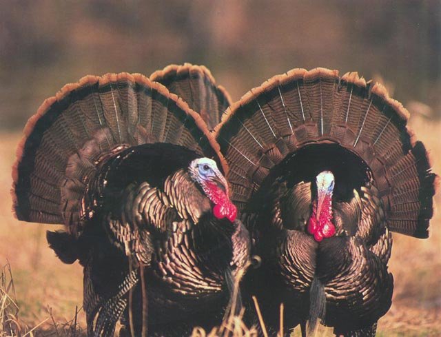 zz-wallStuWildTurkey640.jpg