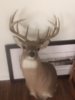 11 pt. - Copy.jpg