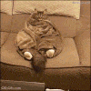 Funny-Cat-GIF-When-your-cat-steals-your-shoes-your-blanket-and-your-couch-on-a-cold-day.gif
