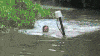 buKcQaLcMdMic.gif
