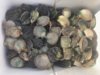 Scallop 2.jpg