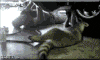 upload_2021-1-29_7-40-41.gif