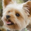 Yorkshireterrier-GettyImages-156849944-bb62e53e371d4c719c6ceb29af9796da.jpg