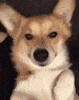 2D28F553-AC15-433E-9F9E-9C27063EC55B.gif