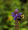 Bumblebee.jpg