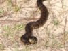 oke cottonmouth.jpg