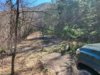 trees down 1.jpg