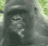 upload_2023-3-9_20-29-45.gif