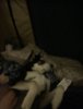 upload_2023-8-8_7-40-0.png