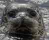 upload_2024-5-3_4-57-27.png