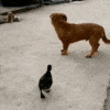 9ad7cc08a4a39412fe8298b7cab4152e24c45489.gif