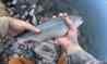upload_2025-8-1_16-21-3.png