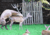 image.gif